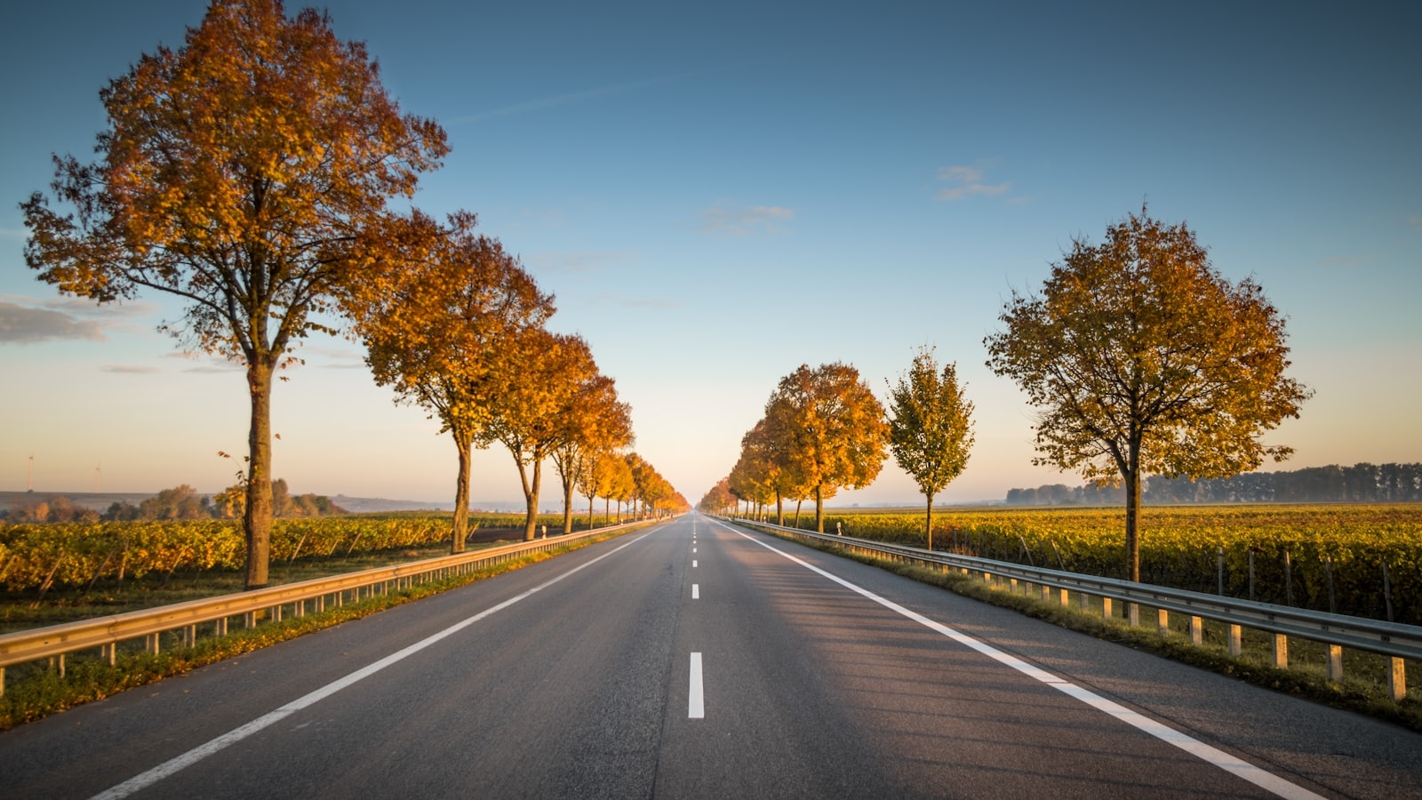 Long straight road with trees on the side